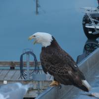 Alaska Denali Expedition - 12 Tage Reise-Foto #2