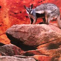 Costa oeste de Australia y arrecife Ningaloo - circuito de 8 días - VTBW: foto del viajero #3