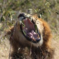 Kaapstad, Kruger Nationaal Park &amp; Zimbabwe: foto van de reiziger #1