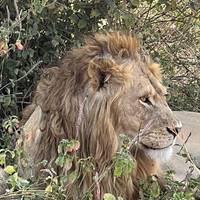 Photo de voyageur Journeys : Safari en Tanzanie National Geographic Journeys #1