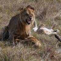 Masai Mara & Gorilla Adventure traveler photo #2