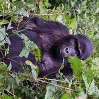 Masai Mara & Gorilla Adventure traveler photo #3