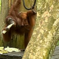 Vive Borneo - viaje de ida y vuelta por Sabah Oriental: foto del viajero #1