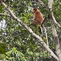 Vive Borneo - viaje de ida y vuelta por Sabah Oriental: foto del viajero #2