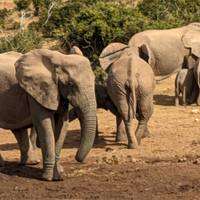 Addo - Ruta Jardín - Ciudad del Cabo en coche con chófer:  6 Días: foto del viajero #1