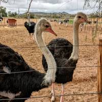 Addo - Ruta Jardín - Ciudad del Cabo en coche con chófer:  6 Días: foto del viajero #3