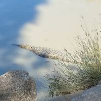 Kakadu & Katherine Gorge Kulturerreise (mit Unterkunft) 4 Tage Reise-Foto #1