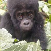 Gorillas and Game Parks traveler photo #2