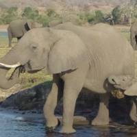 Photo de voyageur Safari familial au Botswana et au Zimbabwe #3