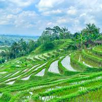 Increíble Bali 10 días - Ubud/ Yogyakarta/ Seminyak: foto del viajero #3