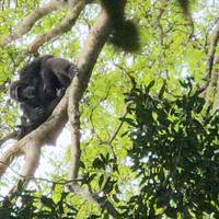 11 Days Gorillas & The Great Migration and Big Five traveler photo #1