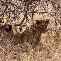 Photo de voyageur Safari au Kruger et route panoramique #1