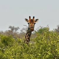 Photo de voyageur Safari au Kruger et route panoramique #2