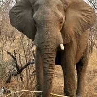 Photo de voyageur Safari au Kruger et route panoramique #3