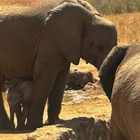 14-tägige Kenia Big Five Wildlife Safari &amp; Strandurlaub Reise-Foto #2