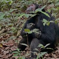 10 days Uganda Gorillas and Game Safari traveler photo #3