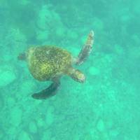 Avontuur op de Galápagos – snorkelen & zeeleeuwen: foto van de reiziger #1