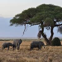 5 Days Kenya medium range safari for Amboseli and Tsavo Parks from Nairobi to Mombasa traveler photo #1