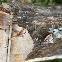 Ontdek het unieke in Madagaskar - Lemuren, Baobabs, Tsingy: foto van de reiziger #1