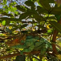Ontdek het unieke in Madagaskar - Lemuren, Baobabs, Tsingy: foto van de reiziger #2