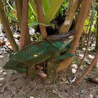 Ontdek het unieke in Madagaskar - Lemuren, Baobabs, Tsingy: foto van de reiziger #3