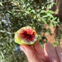 Hoogtepunten van Apulië: foto van de reiziger #3