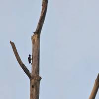 Vive Borneo - viaje de ida y vuelta por Sabah Oriental: foto del viajero #1