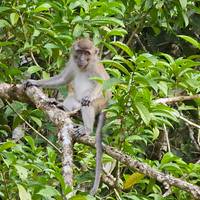 Vive Borneo - viaje de ida y vuelta por Sabah Oriental: foto del viajero #3