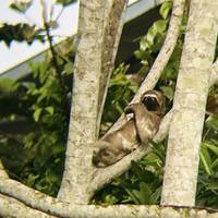 4 días - selva Amazónica de Tambopata: foto del viajero #1