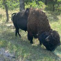 Grand Teton & Yellowstone - wildlife-avontuur in de nationale parken - 2 dagen, 1 nacht: foto van de reiziger #1