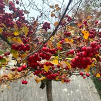 Klassische Donau (Passau - Budapest - Passau) mit MS Fidelio Reise-Foto #3