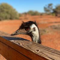 3 Day Uluru Adventure ex Yulara traveler photo #2