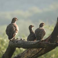 North India Wildlife Tour traveler photo #2