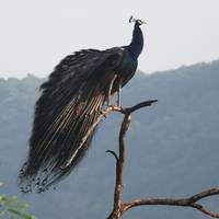 North India Wildlife Tour traveler photo #3