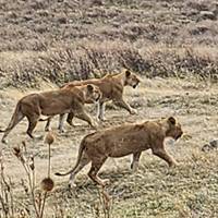 Regenwouden en riffen: foto van de reiziger #3