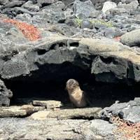 Photo de voyageur Galápagos classiques : Îles centrales australes - Grand Queen Beatriz #1
