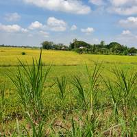 Fietsen in de Mekong Delta in Vietnam 5 dagen: foto van de reiziger #3
