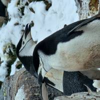 Klassiek Antarctica: foto van de reiziger #1