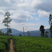 Sri Lanka 7 Days Tour Package traveler photo #3