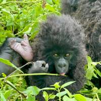 Discover Rwanda Gorillas, Chimps, Dian Fossey Tour (Exclusively Private) traveler photo #2