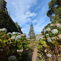 Best of the Azores: 7 days in São Miguel traveler photo #2