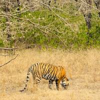 Photo de voyageur Aventures à Ranthambore - Safari animalier avec le Triangle d