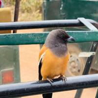 Photo de voyageur Aventures à Ranthambore - Safari animalier avec le Triangle d