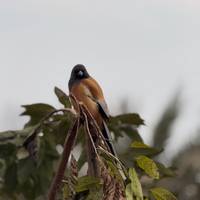 Photo de voyageur Aventures à Ranthambore - Safari animalier avec le Triangle d