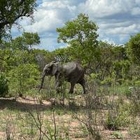 Photo de voyageur Depuis Livingstone : 3 jours de safari dans le parc national de Kafue (partie sud), gestion de la zone de Ngoma. #1