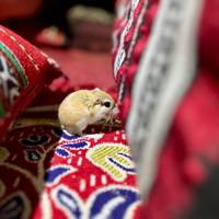 Bergen, woestijnen & kust van Oman: foto van de reiziger #3