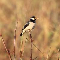 ¿Quién más quiere saber el misterio que se esconde tras los paquetes turísticos de 12 días por la vida salvaje de Assam?: foto del viajero #1