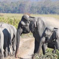 ¿Quién más quiere saber el misterio que se esconde tras los paquetes turísticos de 12 días por la vida salvaje de Assam?: foto del viajero #2