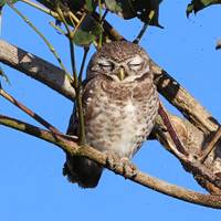 ¿Quién más quiere saber el misterio que se esconde tras los paquetes turísticos de 12 días por la vida salvaje de Assam?: foto del viajero #3
