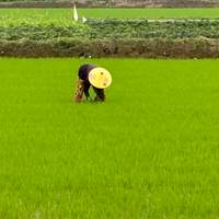 Cycling Vietnam: Hoi An package 5 days traveler photo #1